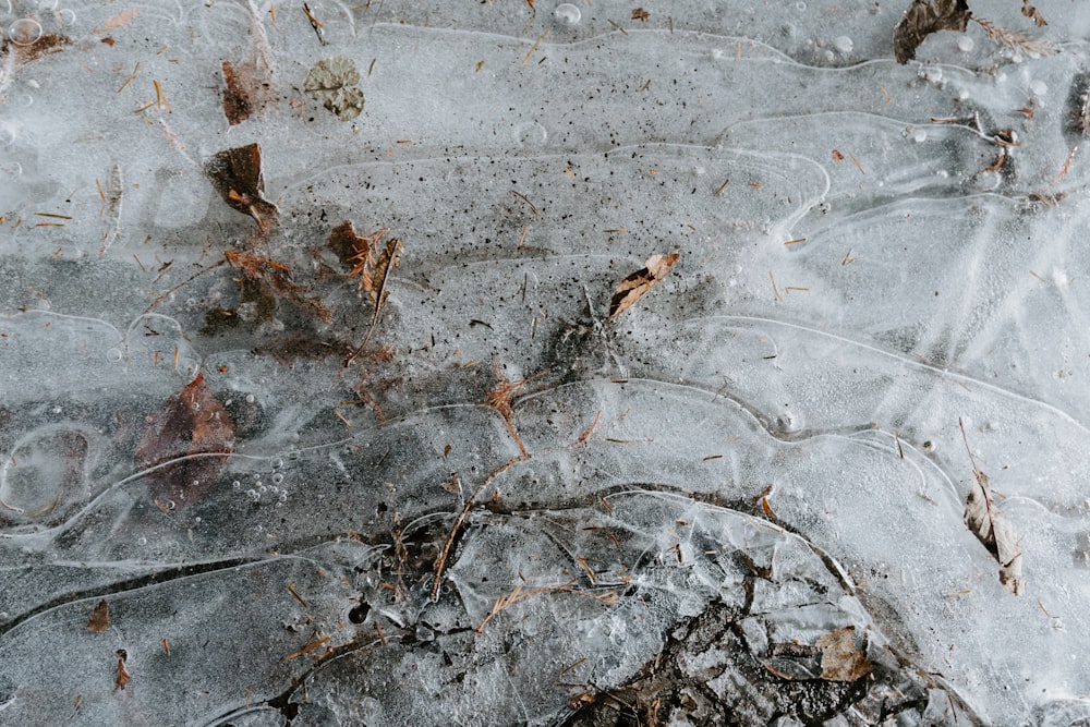 flat lay photography of dried leaves on gray concrete