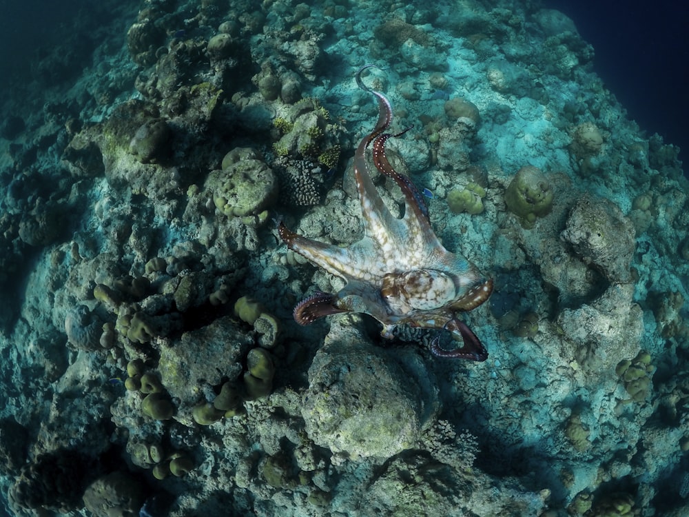 octopus crawling on corals