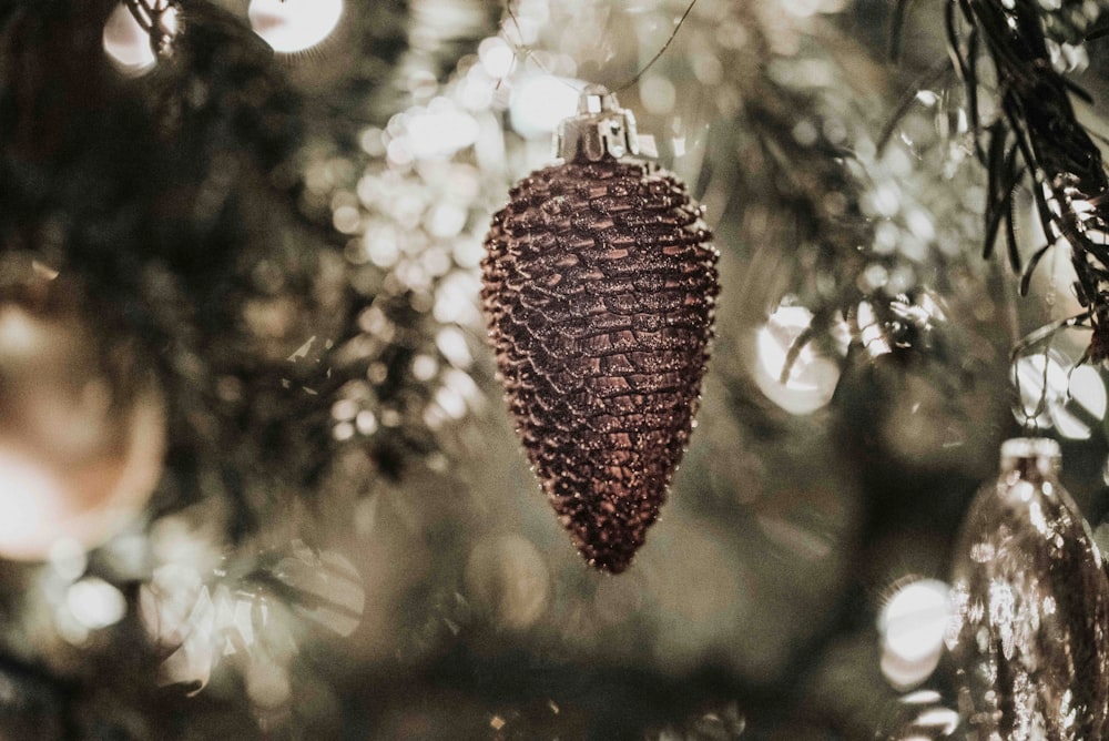 brown pine cone