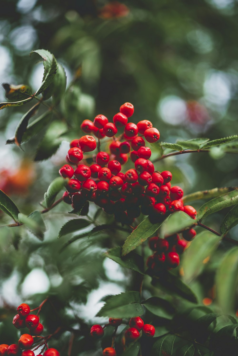 bunch of round red fruits