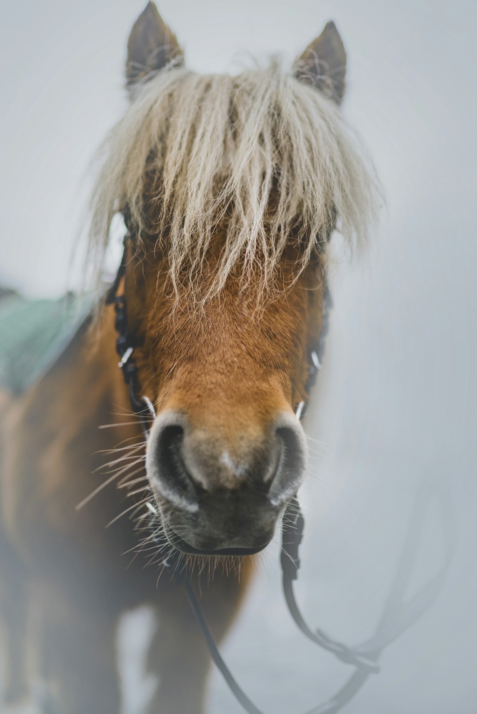 Sony a7S II + Sony Distagon T* FE 35mm F1.4 ZA sample photo. Brown horse photography