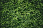 green leaf plants during daytime