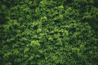 green leaf plants during daytime