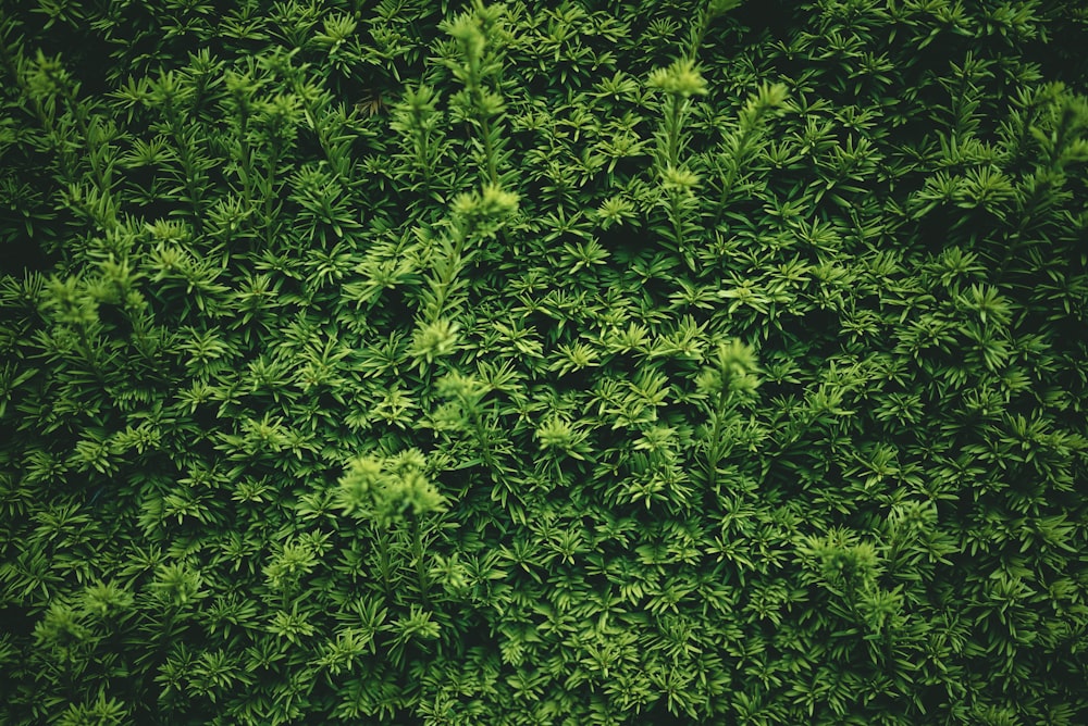 piante a foglia verde durante il giorno