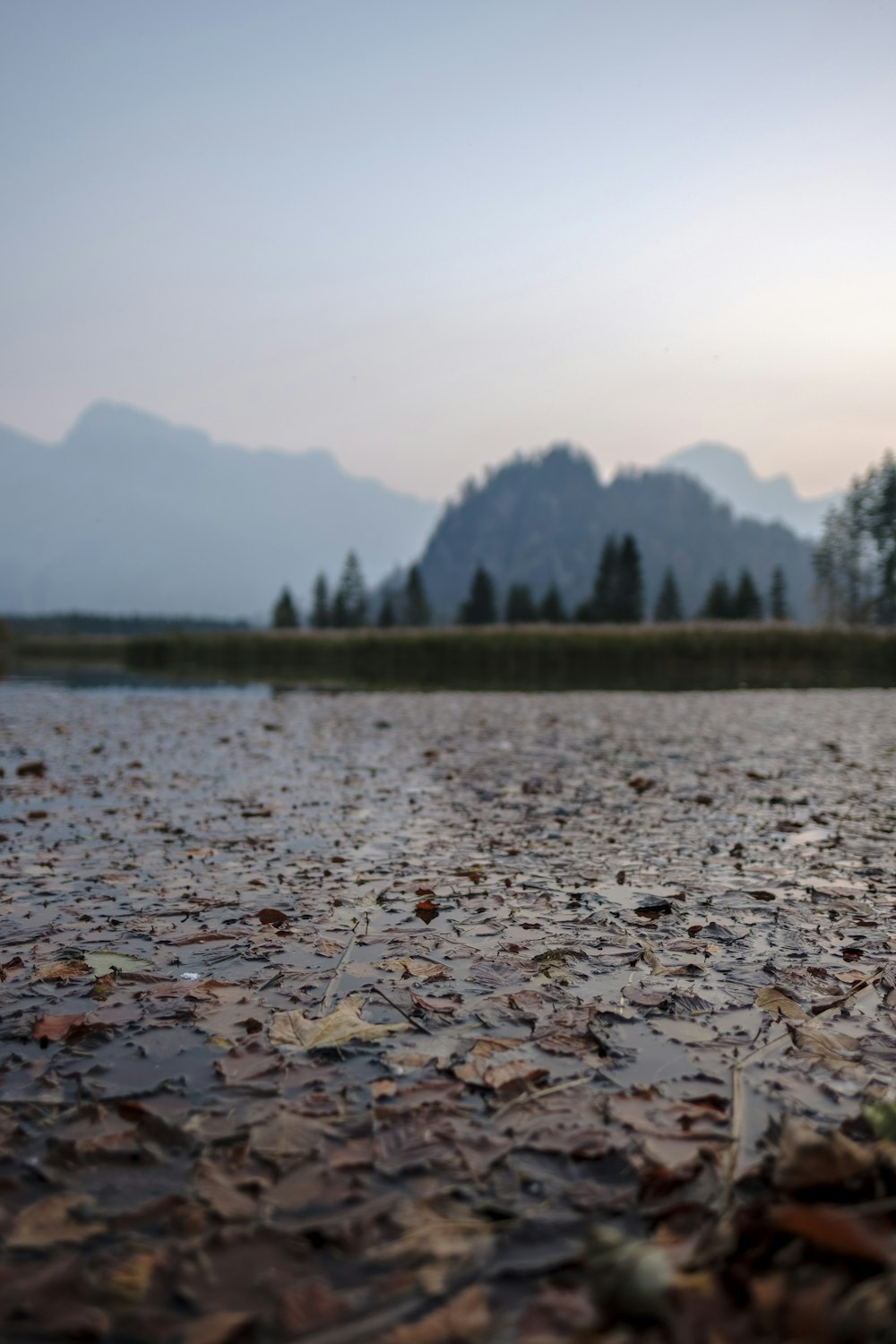 shallow focus photo of dried leaves in body of water during daytime