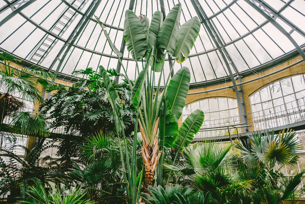 banana tree inside dome building at daytime