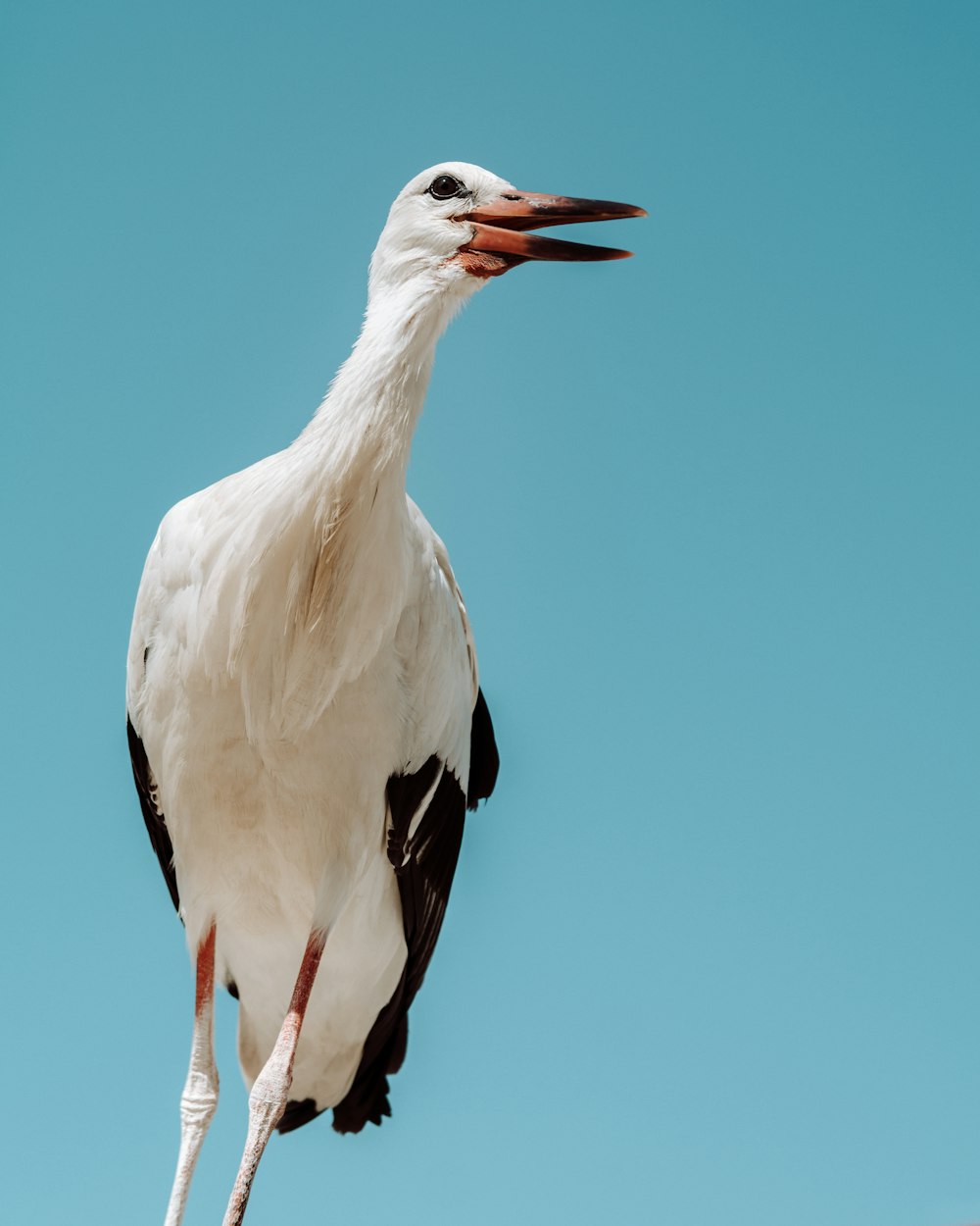 white and black stork