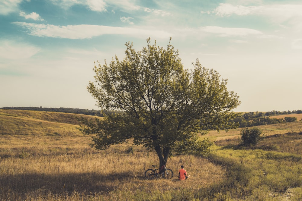 green tree in the middle of grass field