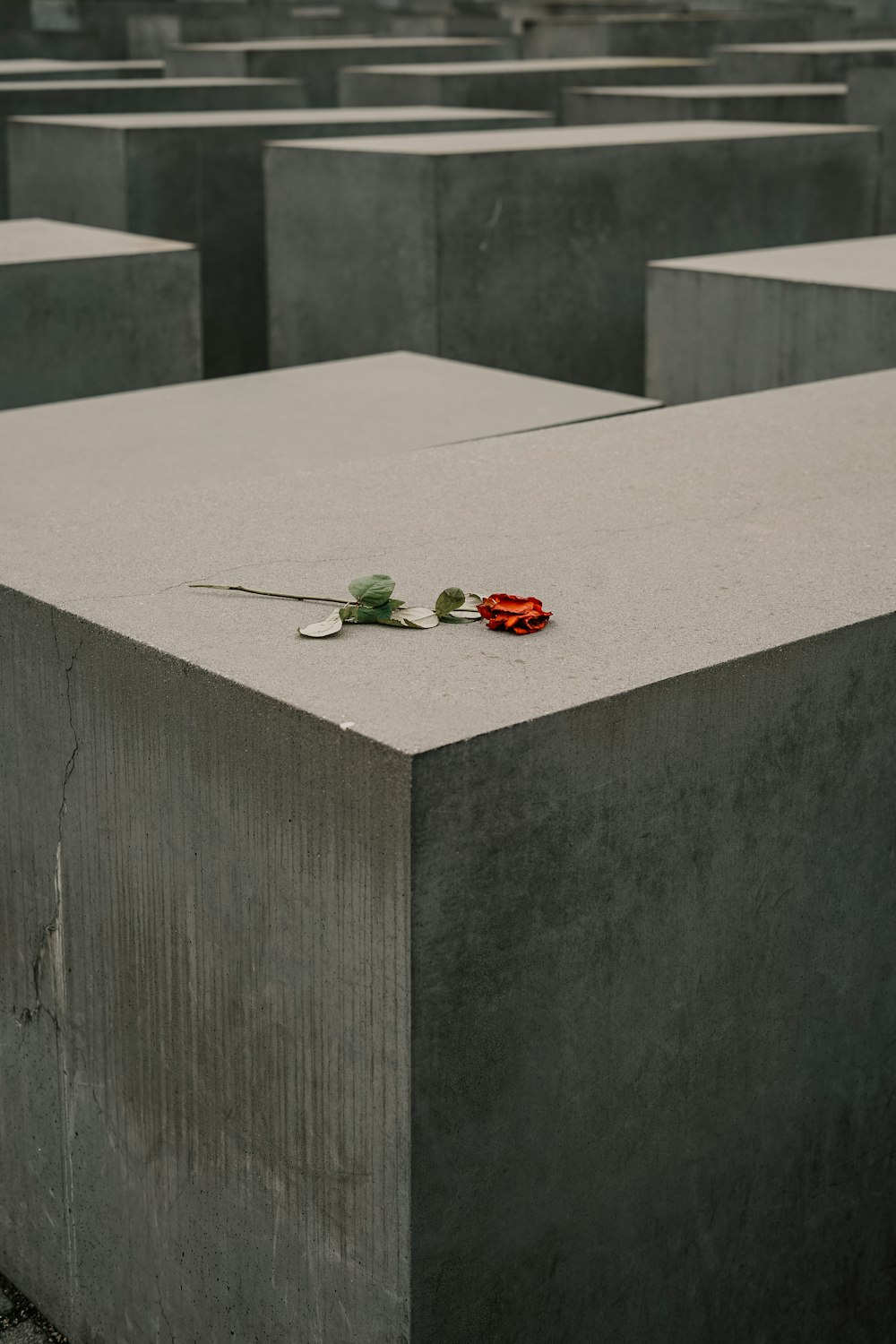 red rose on gray concrete