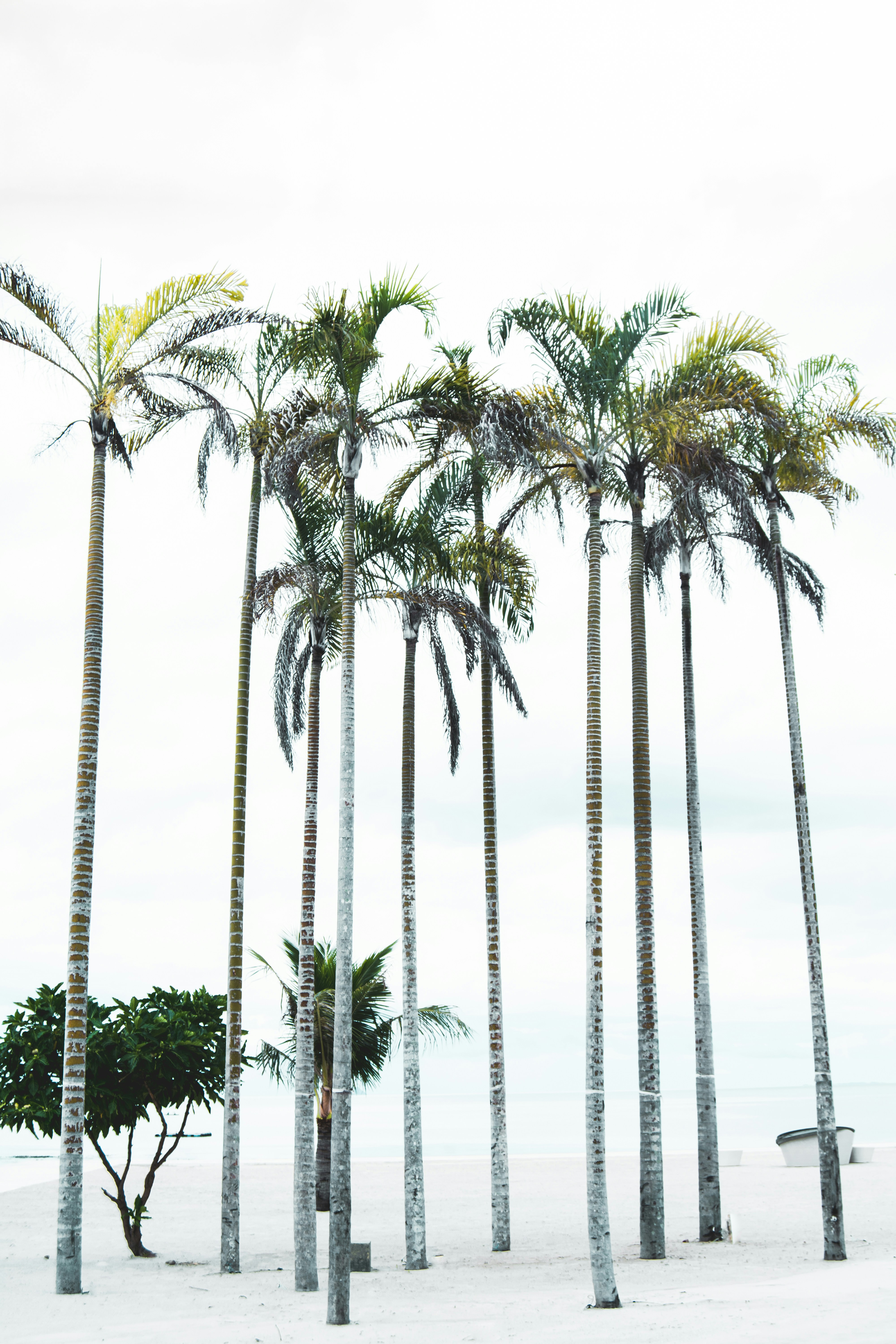 tall pam trees under cloudy sky