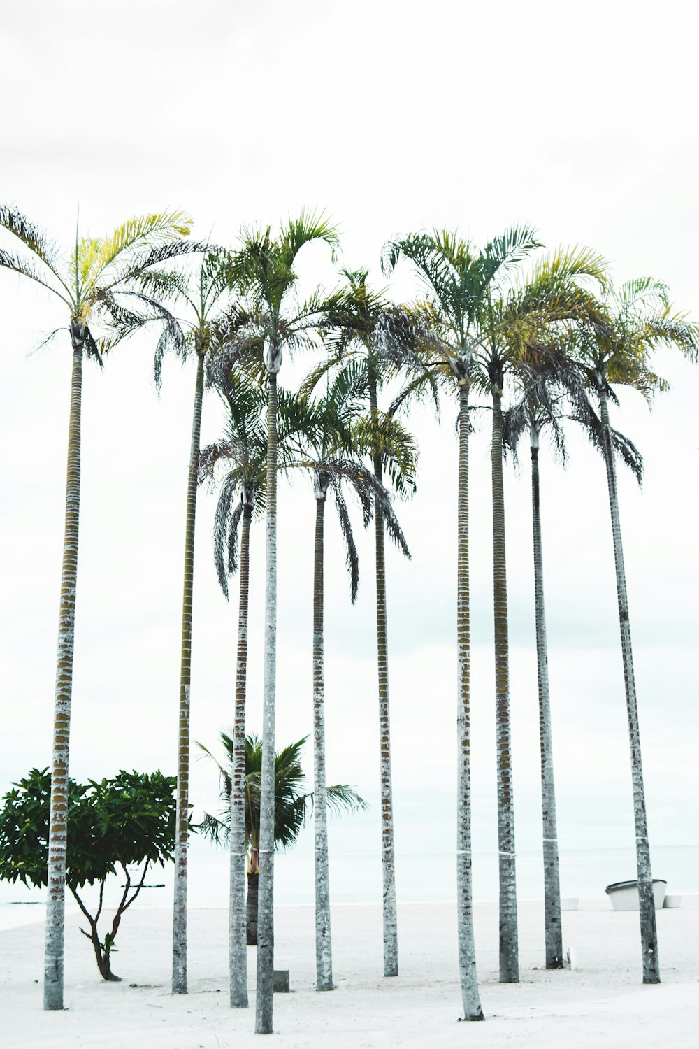 De grands arbres Pam sous un ciel nuageux