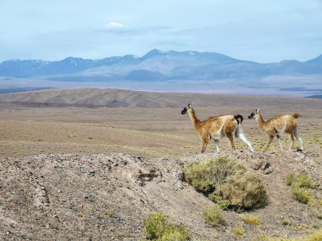 Wildlife photo spot Ruta 23 Salar de Atacama