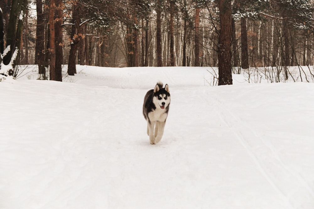 devil mask Siberian Husky running on snow covered road