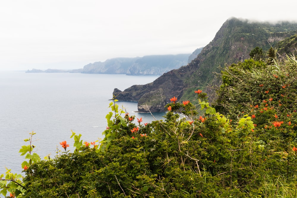 red flowers on top of hill facing body of water