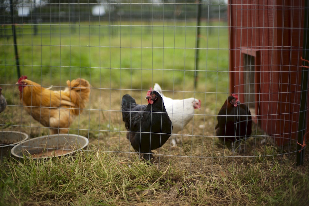 quatre poules