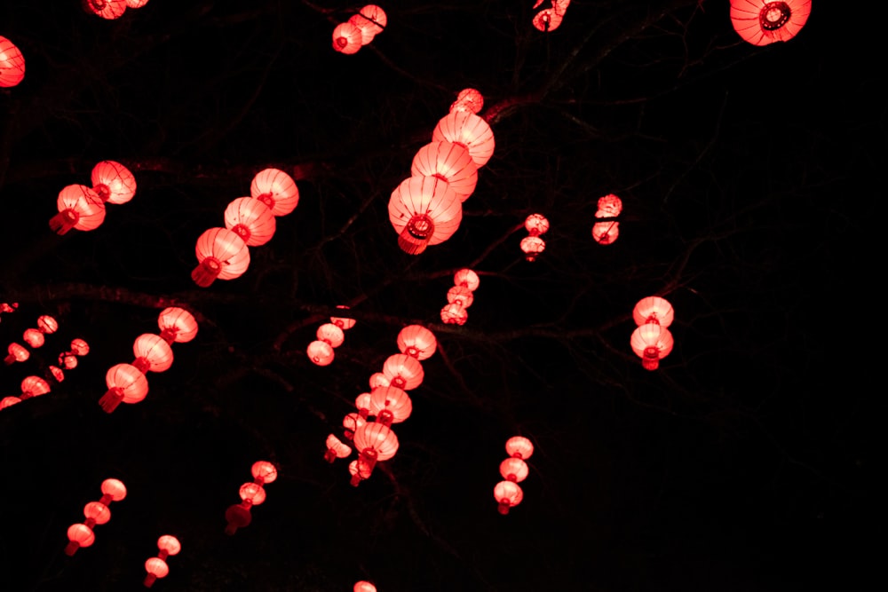 red flower petals in close up photography