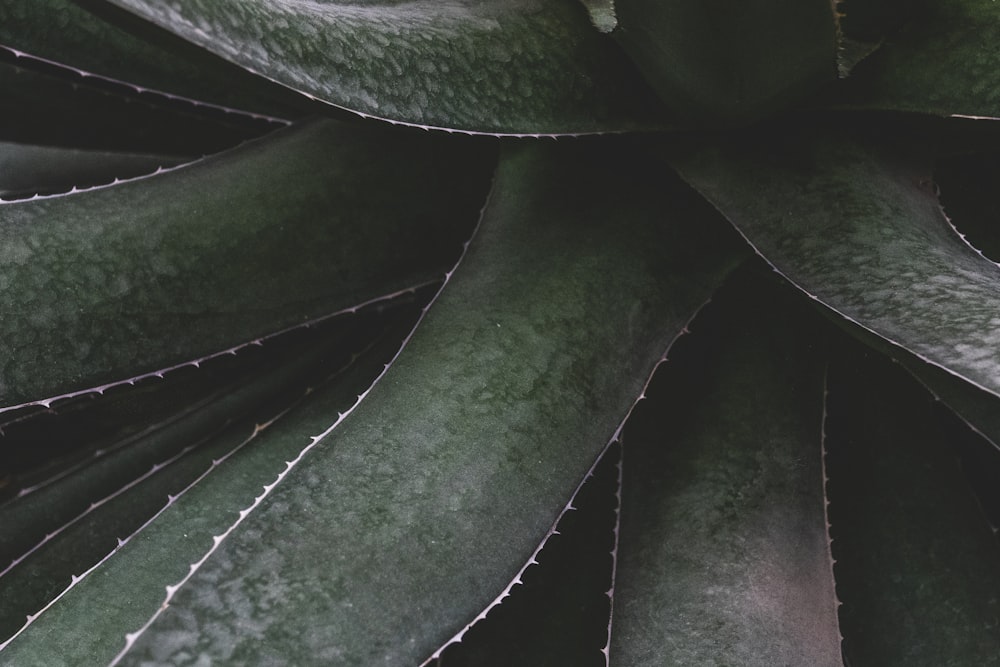 aloe vera plant