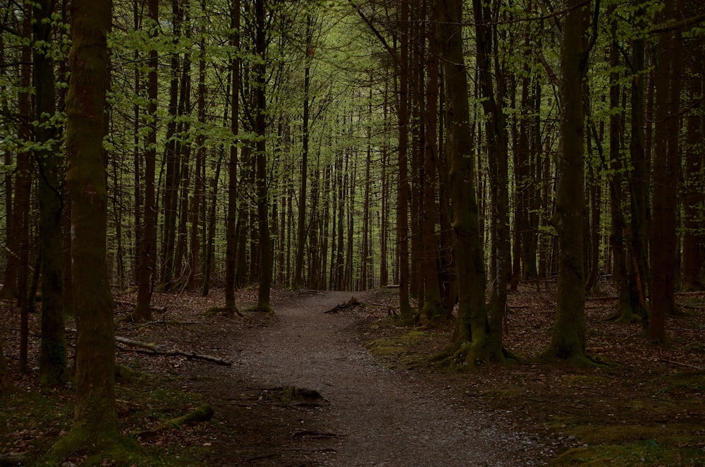 empty pathway in middle of woods during daytime