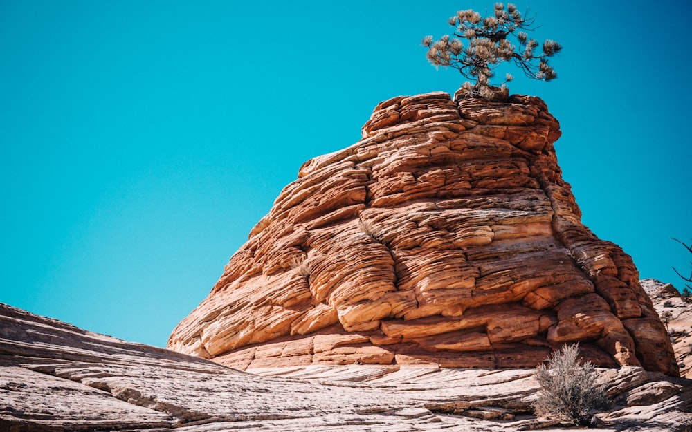 green tree on mountain top