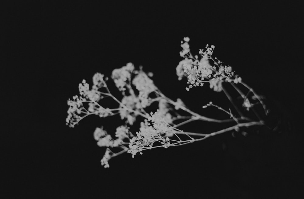 flor de pétalos blancos y negros