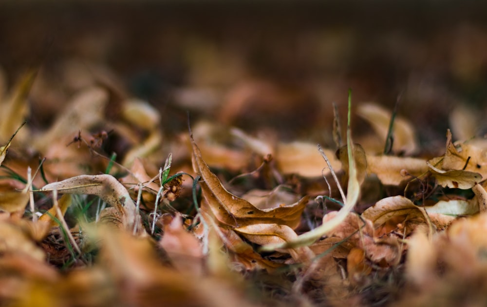 feuille séchée brune