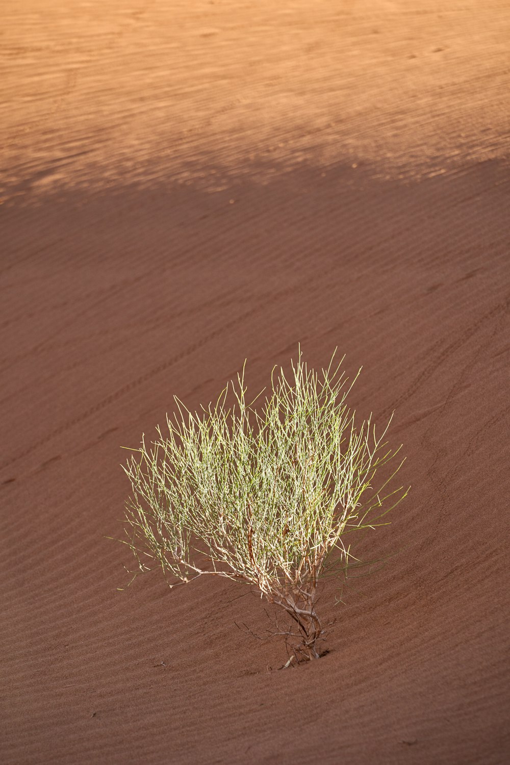 デザートの緑の葉の植物