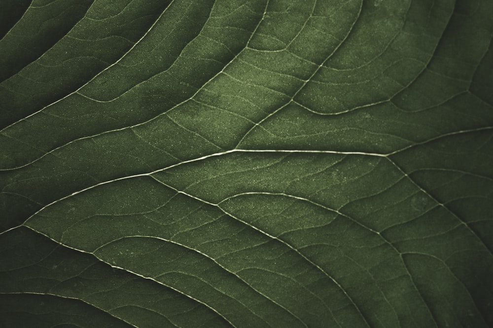 fotografia ravvicinata della foglia verde