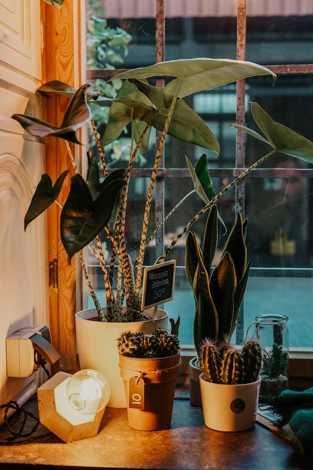 cactus and indoor plant near windowpane