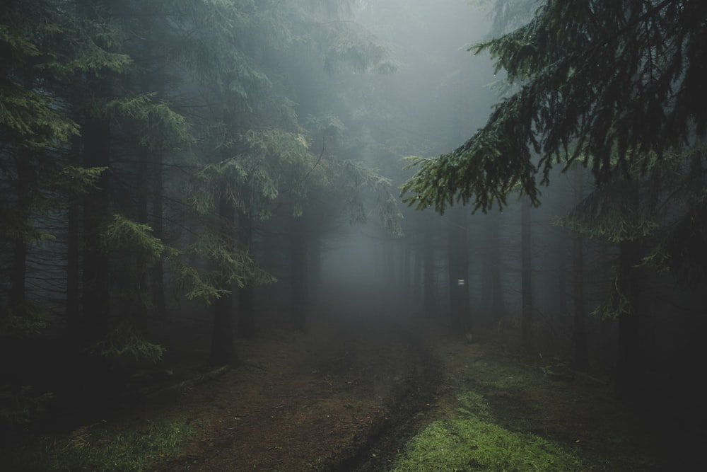 trees and pathway