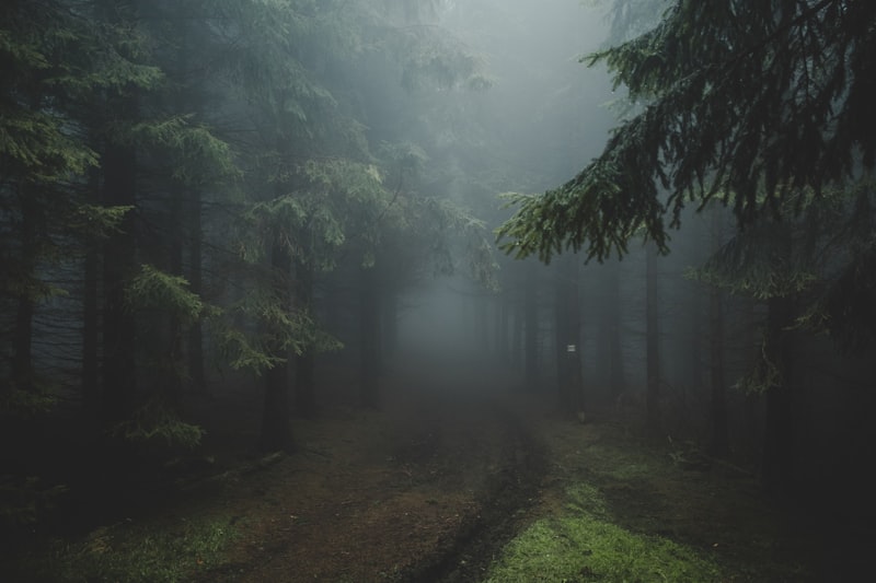A path leading through tall trees into misty forest light