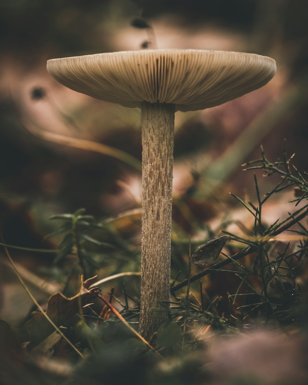 russula integra mushroom