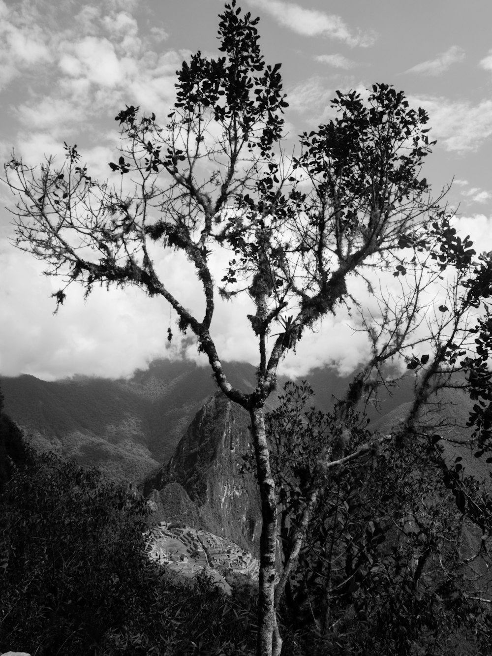 grayscale photo of leafy tree