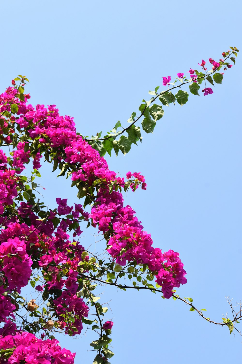 pink bougainvilleas
