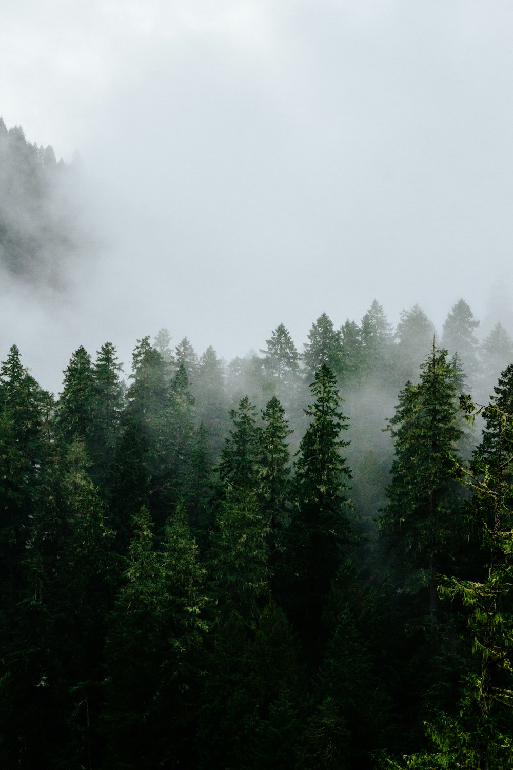 foggy green trees