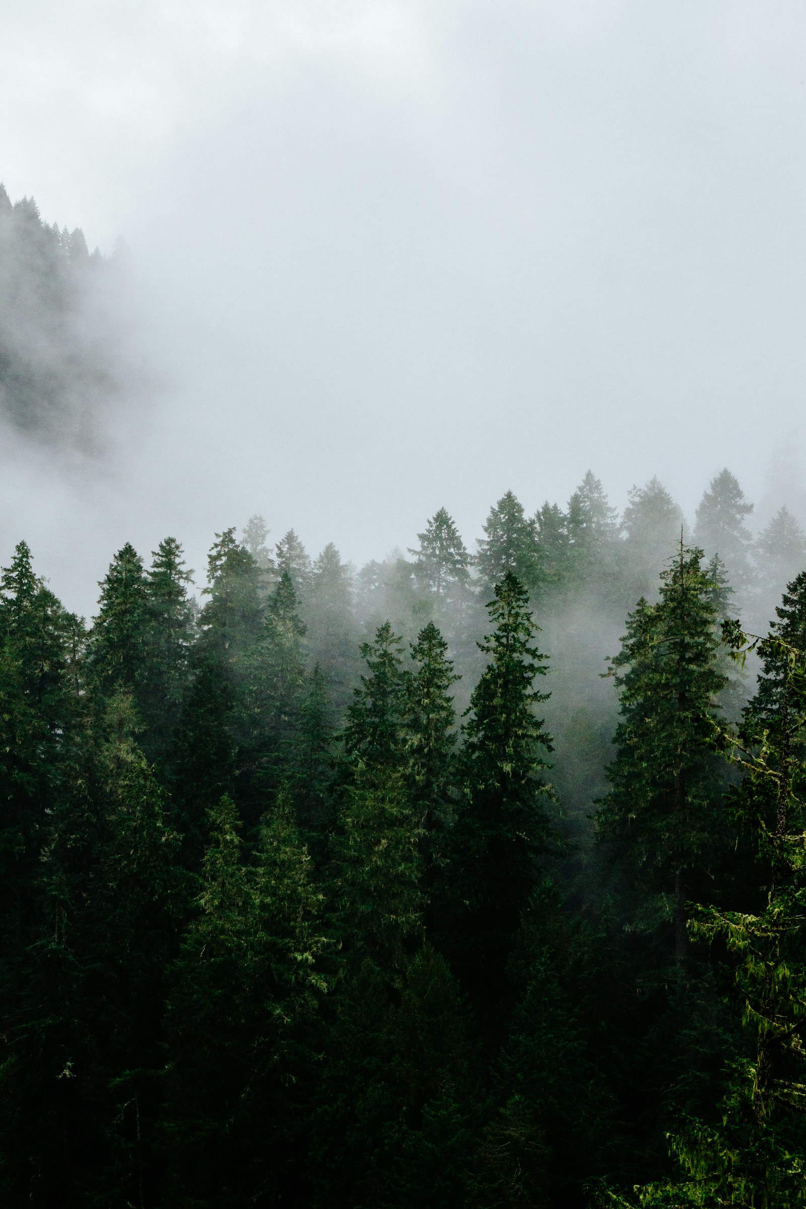 Canon EOS 700D (EOS Rebel T5i / EOS Kiss X7i) + Tamron 16-300mm F3.5-6.3 Di II VC PZD Macro sample photo. Foggy green trees photography