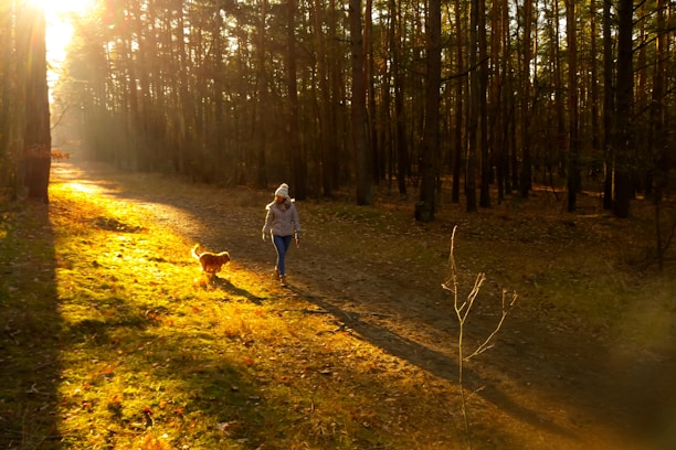 A veteran and his service dog navigating a forest trail under bright daylight.