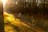 Smiling woman walking a joyful dog through a sunlit forest trail