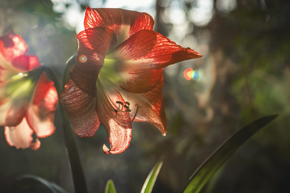 red petaled flower