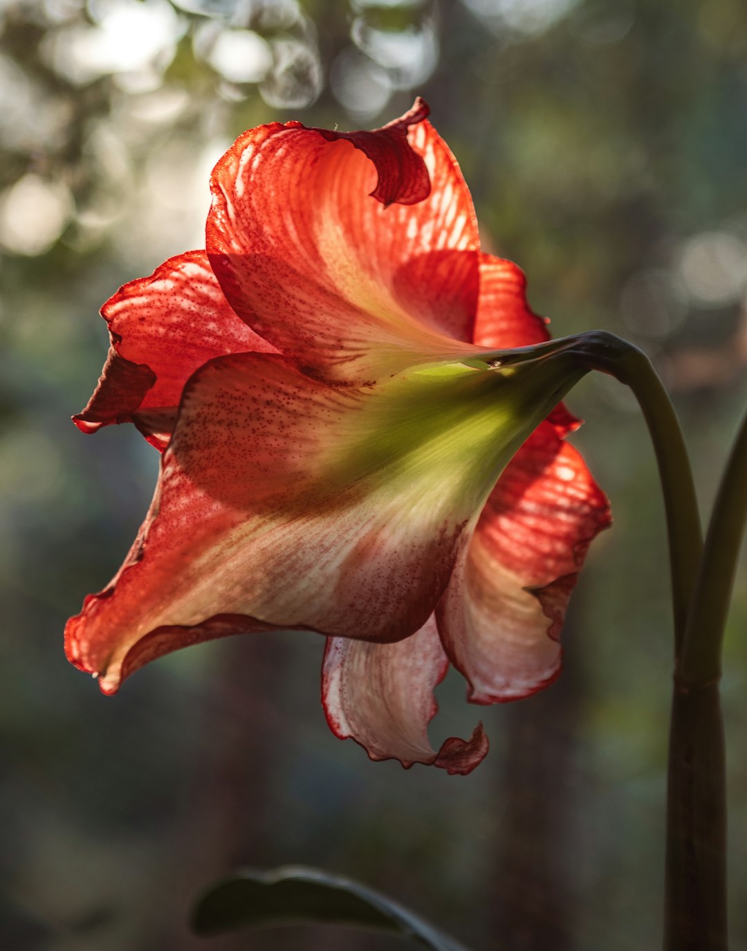 shallow focus photo of red flower