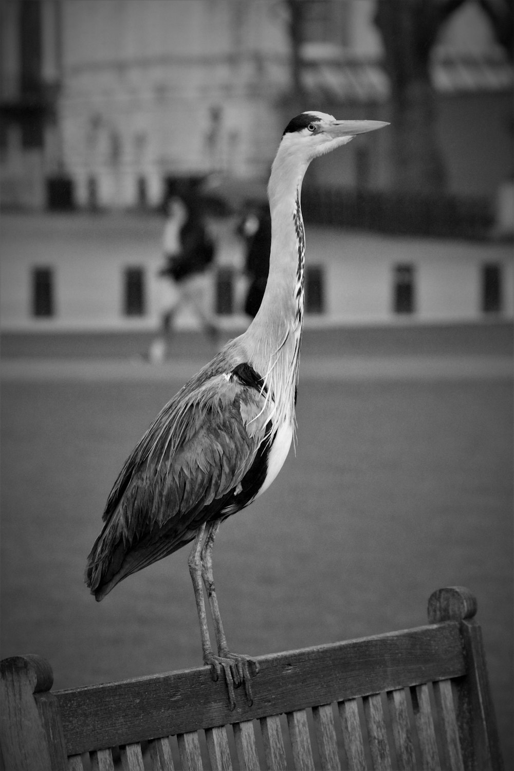 grayscale photo of bird standing on wooden chair