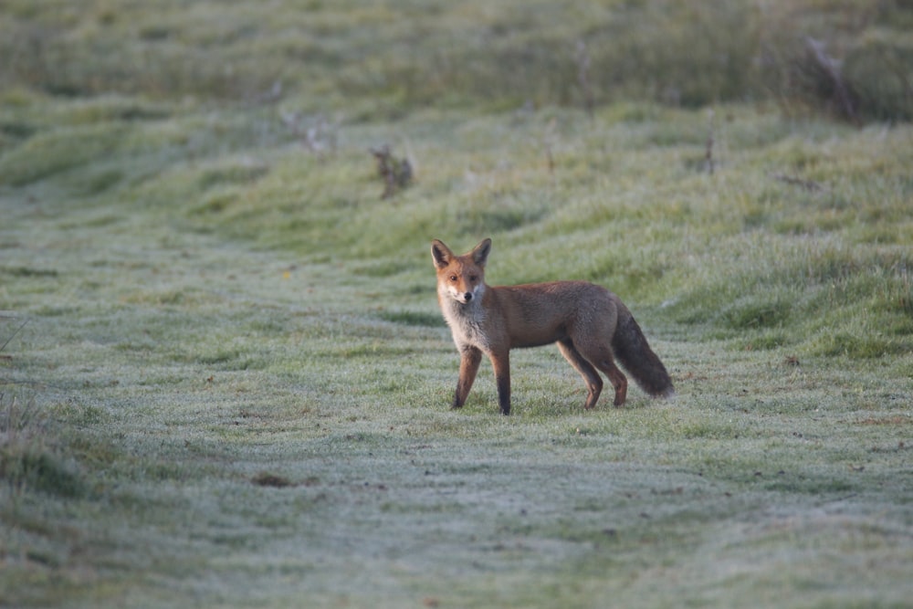 brown fox walking on grass field