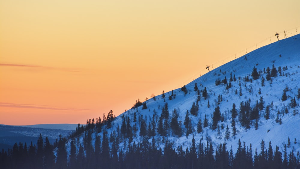 pinos en la ladera de la colina cubierta de nieve