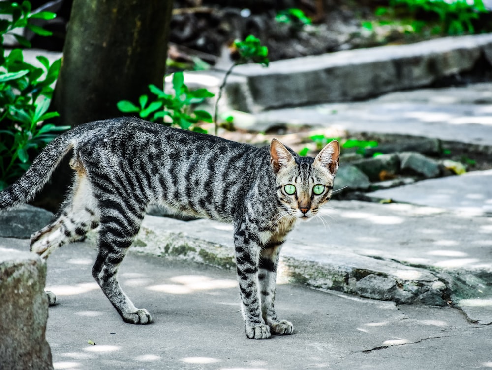 silver cat on gray paved ground