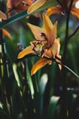 yellow petaled flower