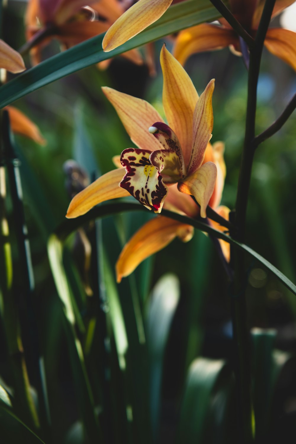 yellow petaled flower