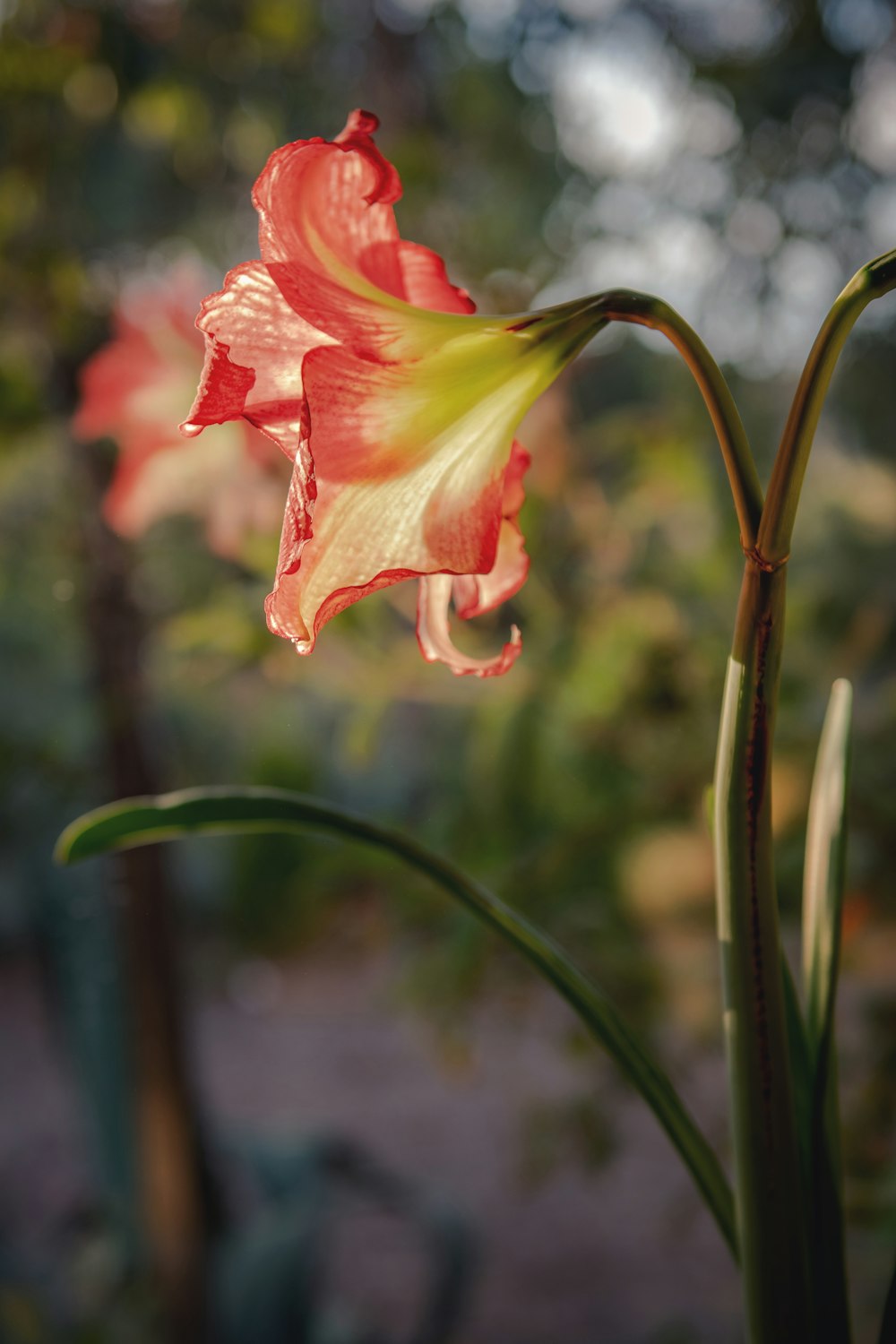 shallow focus photo of red flower