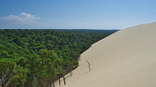 trees and white sands