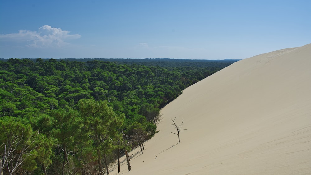 trees and white sands