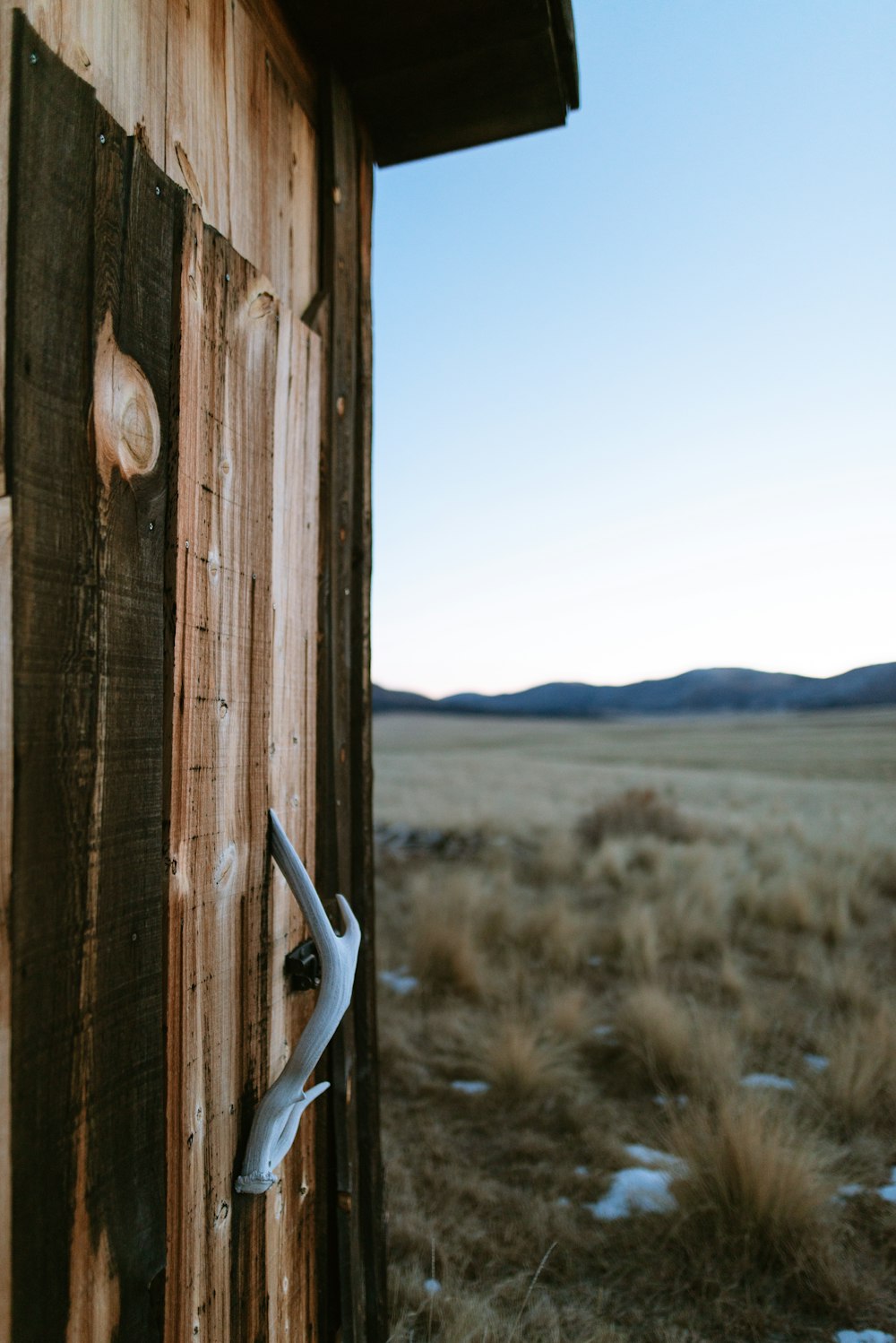 white animal horn on brown wooden wall