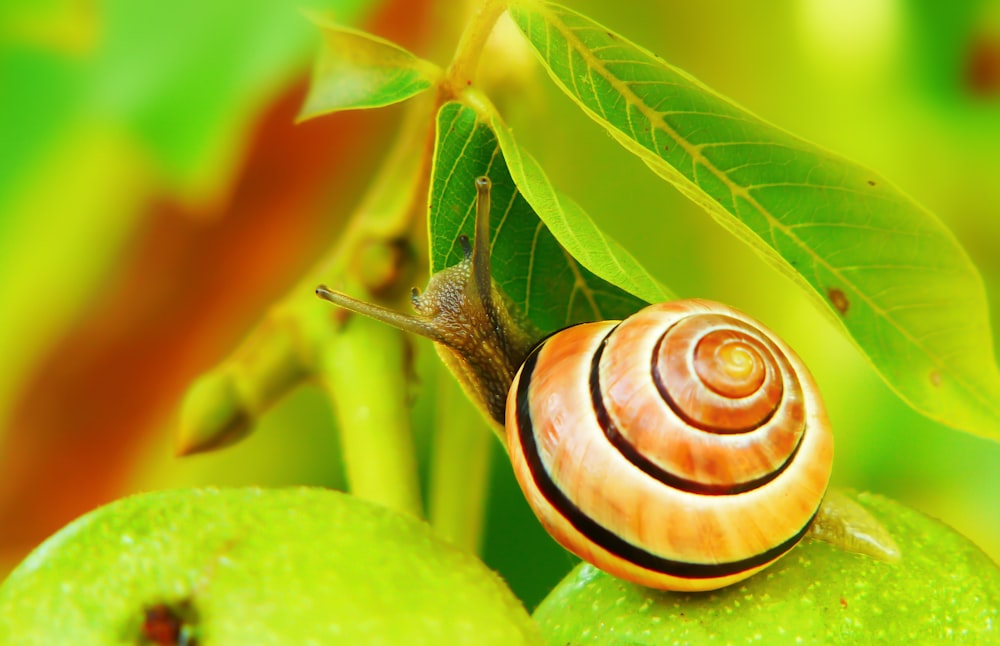 braune Schnecke auf grünen Früchten